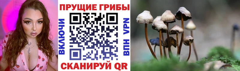Псилоцибиновые грибы MAGIC MUSHROOMS  наркотики  Щёлково 